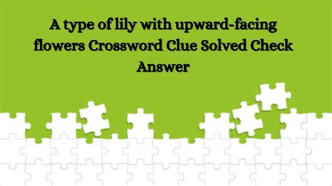 type of lily crossword clue